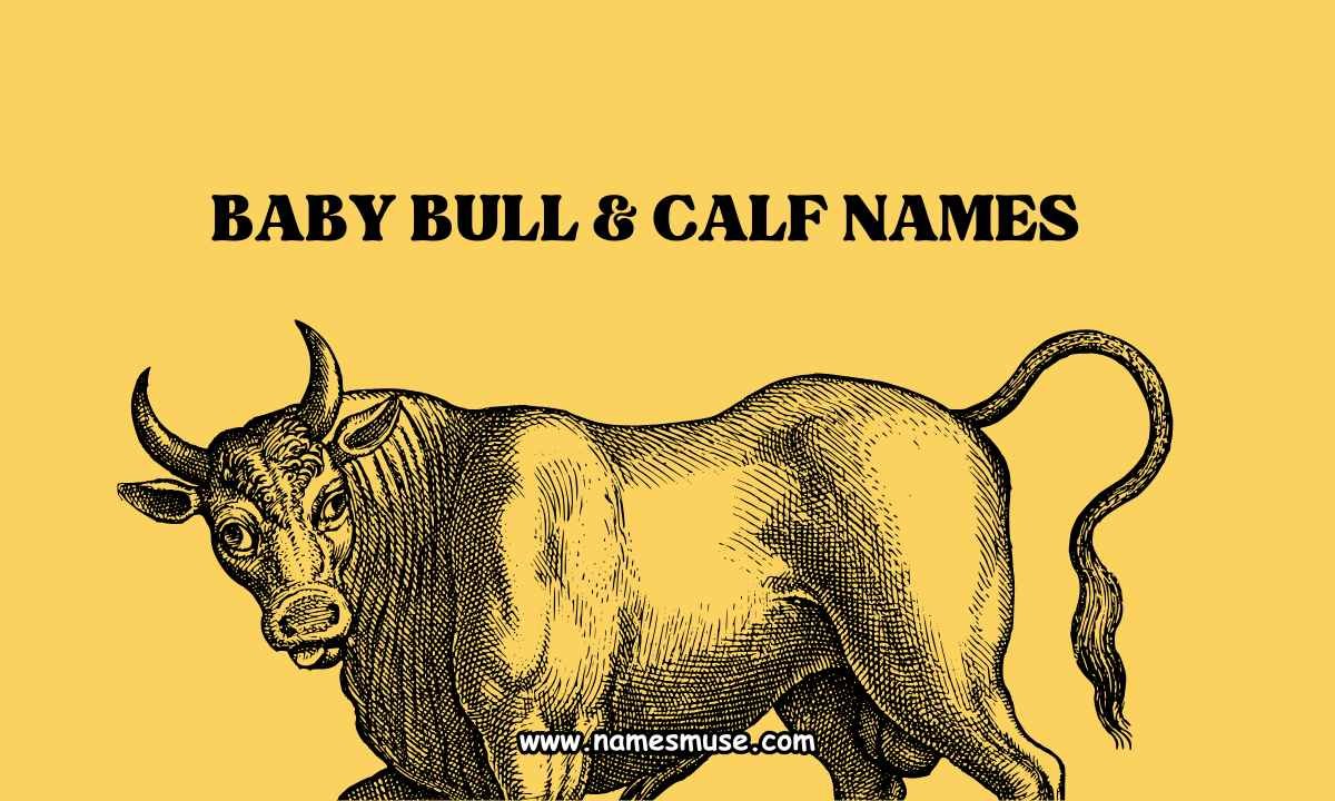 Baby Bull & Calf Names