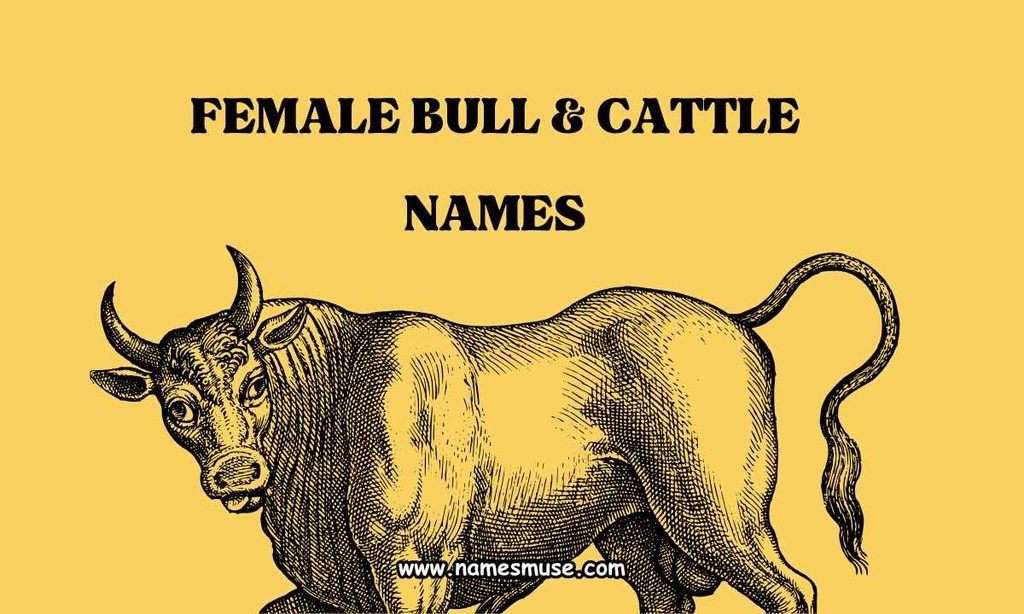 Female Bull & Cattle Names