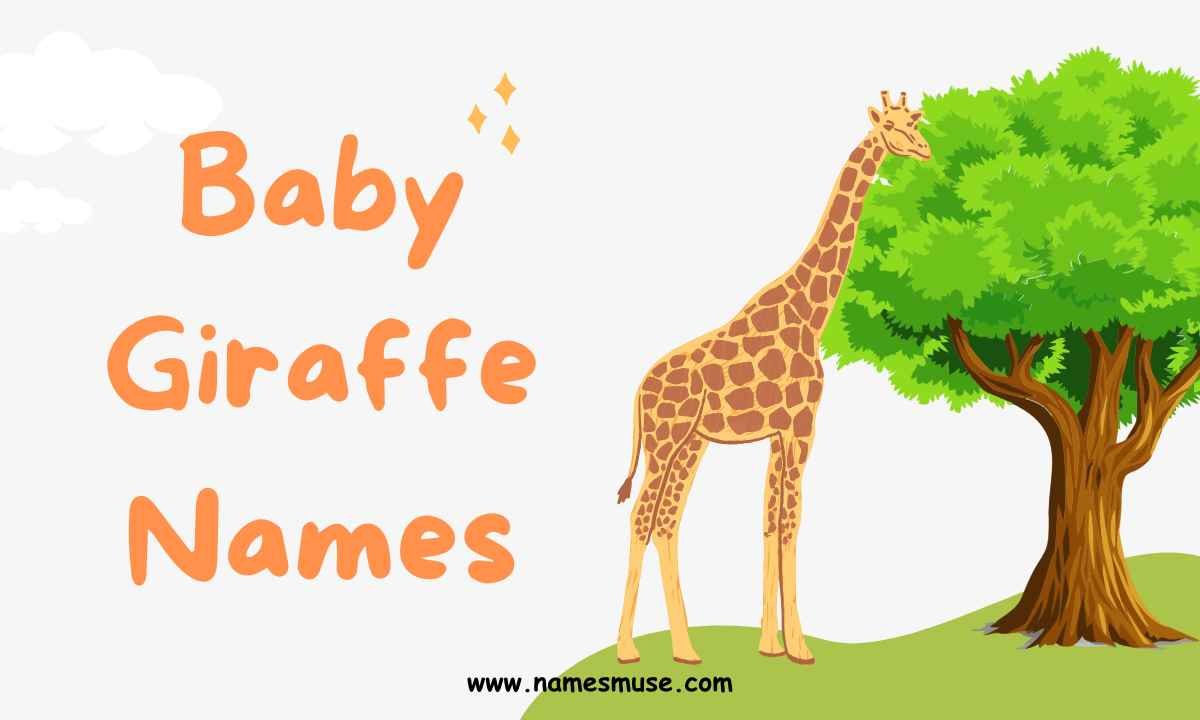 Baby Giraffe Names
