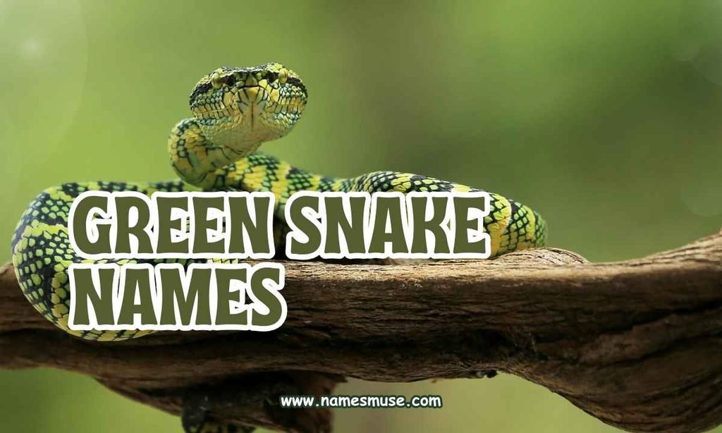 Green Snake Names