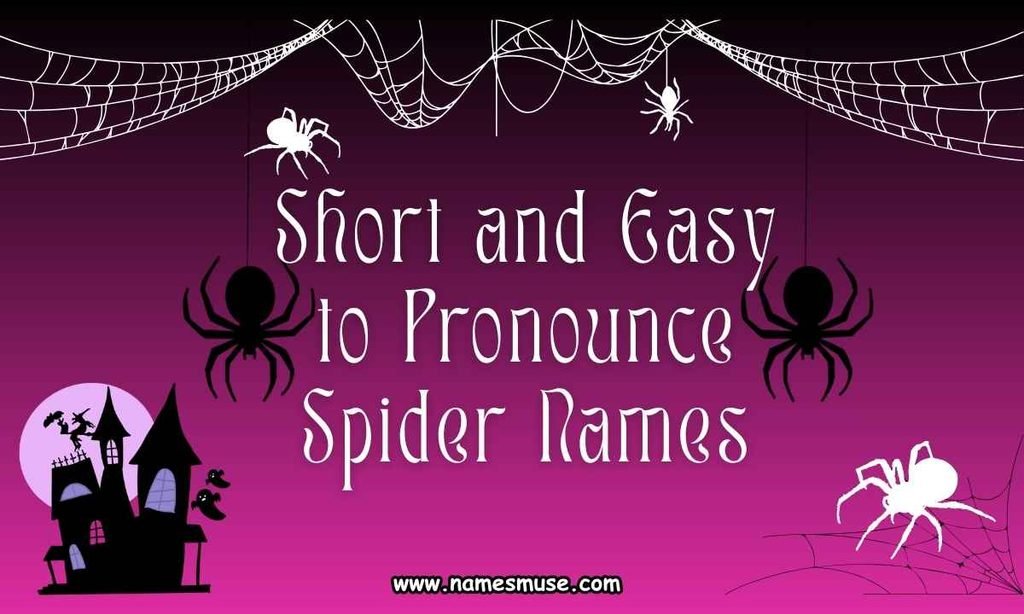 Short and Easy to Pronounce Spider Names