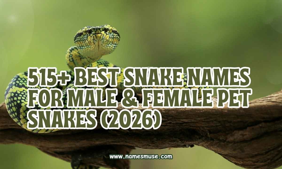 515+ Best Snake Names for Male & Female Pet Snakes (2026)