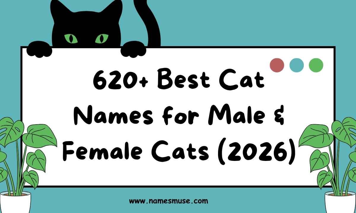 620+ Best Cat Names for Male & Female Cats (2026)