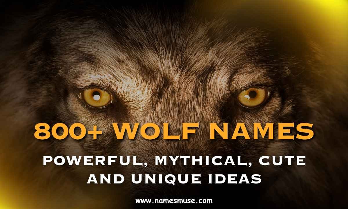 800+ Wolf Names Powerful, Mythical, Cute and Unique Ideas